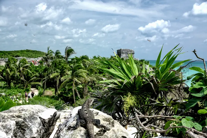 【Tulum】墨西哥旅遊景點介紹:最後的馬雅文明海岸城市圖盧姆,擁有清澈見底的加勒比海灘! 12 我發現在整個遺址裡面都有鬣蜥在到處漫遊。