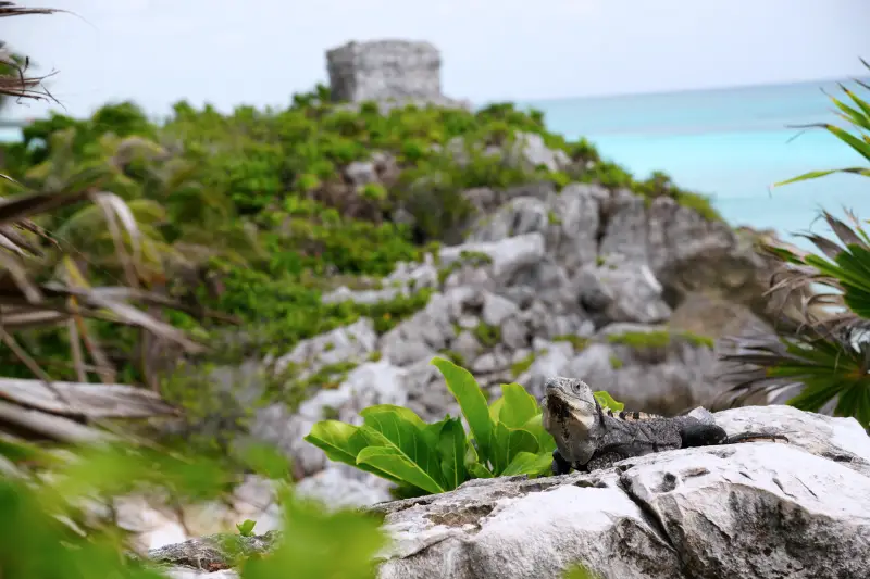 【Tulum】墨西哥旅遊景點介紹:最後的馬雅文明海岸城市圖盧姆,擁有清澈見底的加勒比海灘! 13 隨時都能找到我的臨時演員,鬣蜥客串當成拍照背景。