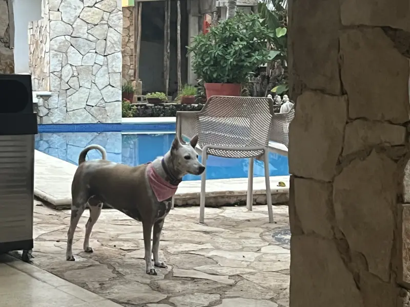 Chichén-Itzá — Pisté 我的住宿，店狗挺可愛！