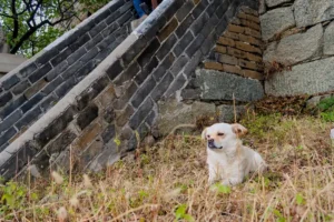 great wall beijing area 2