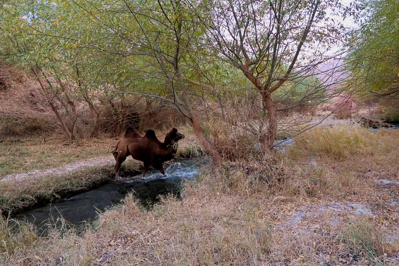 新疆吐魯番旅遊指南:中國大陸最熱的城市,Turpan 絲路之旅 29 野生或是放養的駱駝