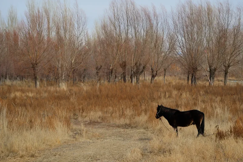 布爾津鎮 (Burqin Town)