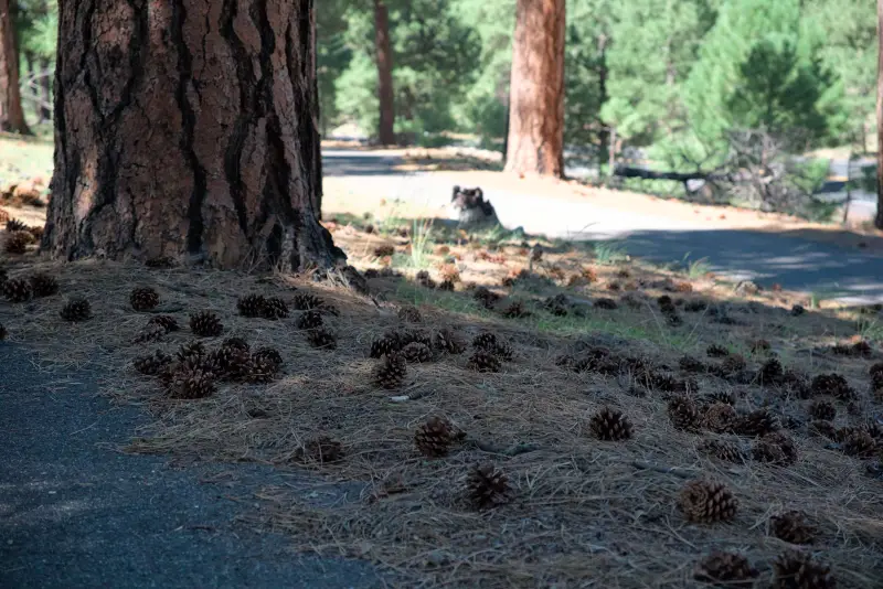Grand Canyon-環邊步道(Rim Trail)