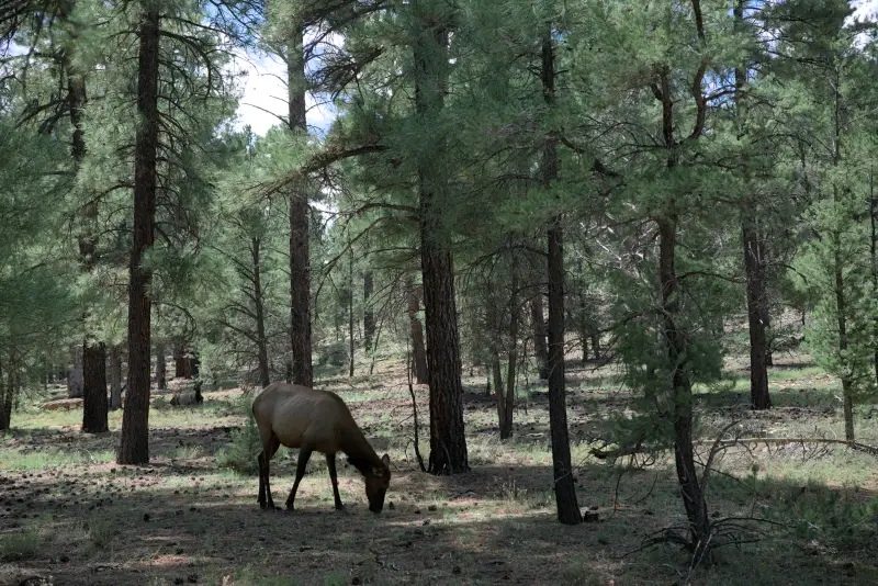 Grand Canyon-環邊步道(Rim Trail)