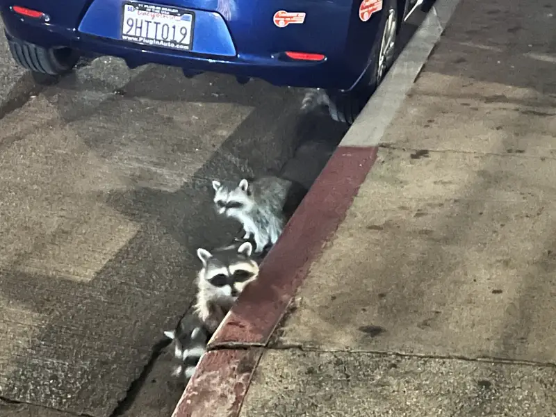 公寓旁的水溝遇到浣熊