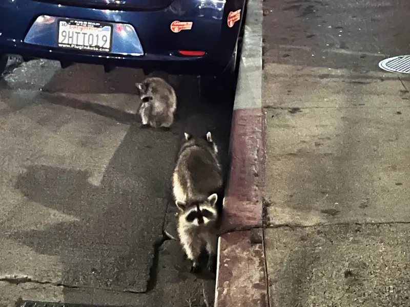 公寓旁的水溝遇到浣熊