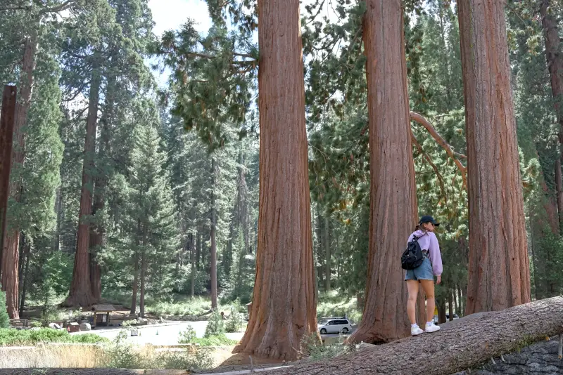 巨人森林遊客中心 