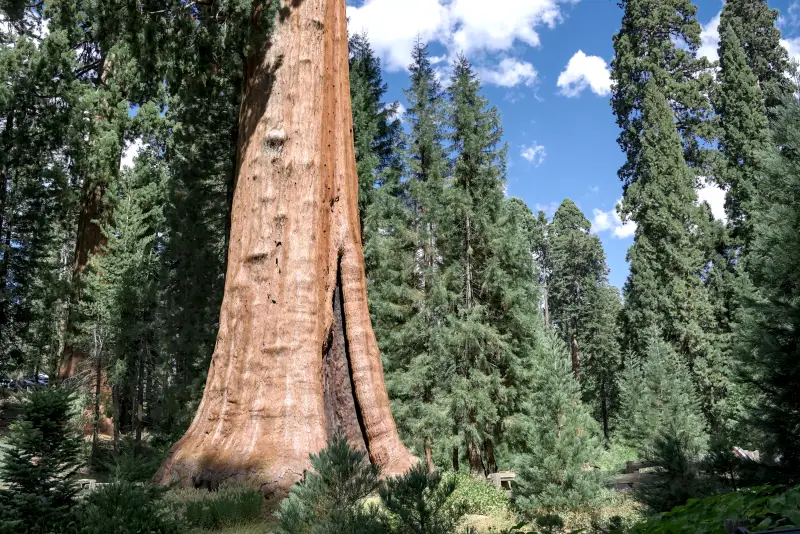 巨人森林遊客中心 