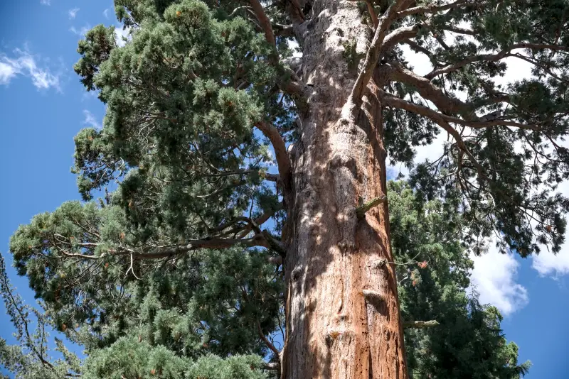 巨人森林遊客中心 