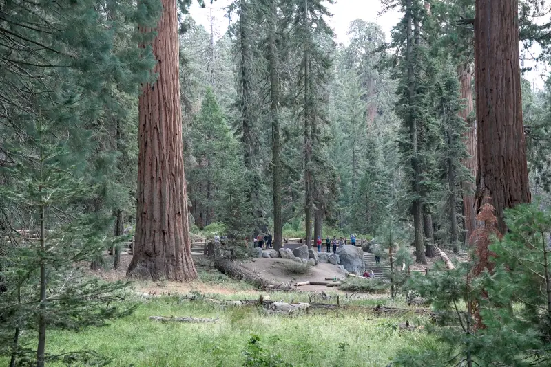 巨人森林 (Giant Forest)