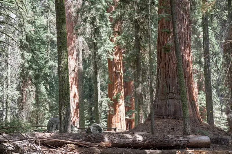 巨人森林 (Giant Forest)