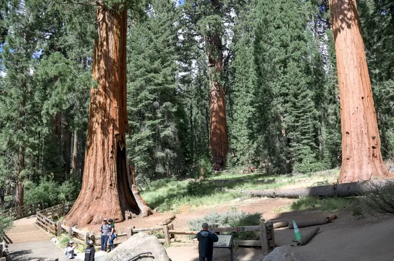 巨人森林 (Giant Forest)