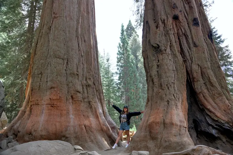 巨人森林 (Giant Forest)