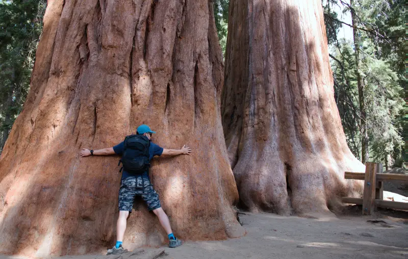 巨人森林 (Giant Forest)