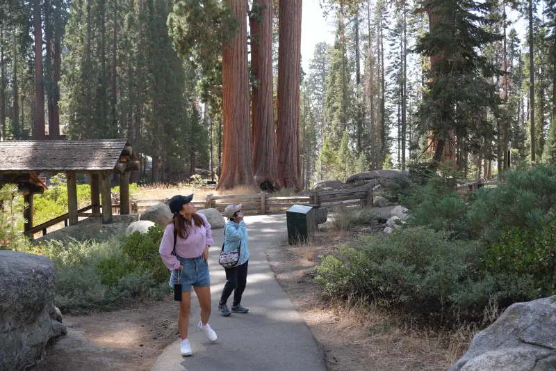 巨人森林 (Giant Forest)