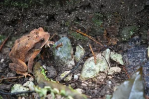 早上溫度較低，野生動物較活躍早上溫度較低，野生動物較活躍