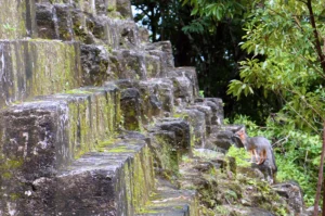早上溫度較低，野生動物較活躍