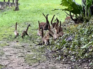 早上溫度較低，野生動物較活躍