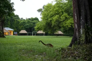 早上溫度較低，野生動物較活躍