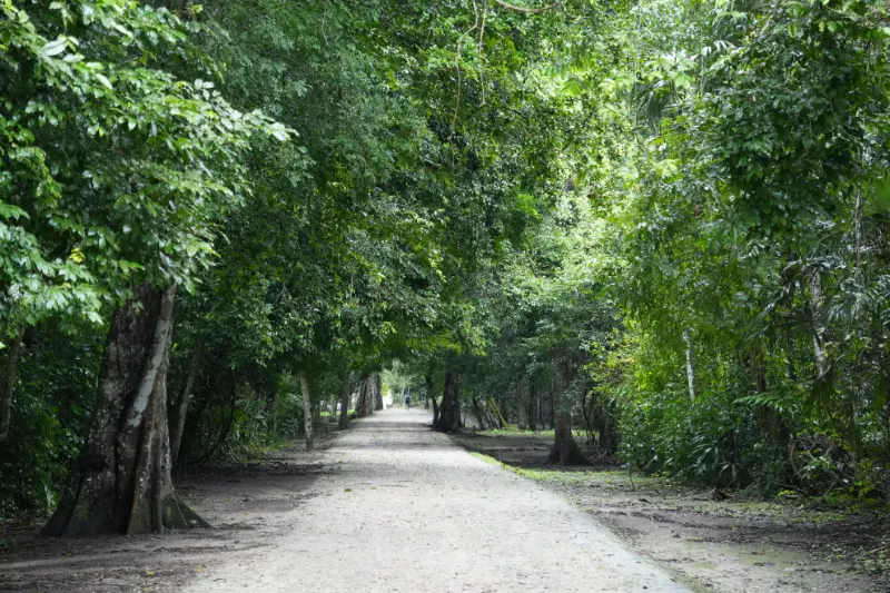 Tikal 神秘馬雅古城自由行 : 瓜地馬拉叢林深處裡的提卡爾國家公園，1號到4號神殿群秘探