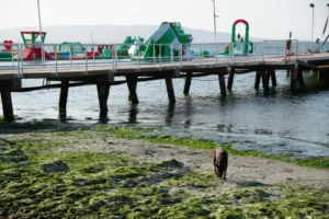 祕魯自由行 帕拉卡斯 : 當太平洋遇到沙漠 Paracas 旅遊指南 15 EL CHACO 海灘