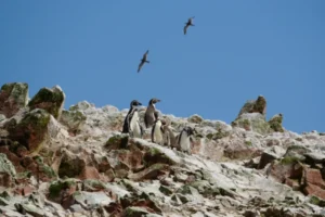 祕魯自由行 帕拉卡斯 : 當太平洋遇到沙漠 Paracas 旅遊指南 34 珍稀的洪堡企鵝