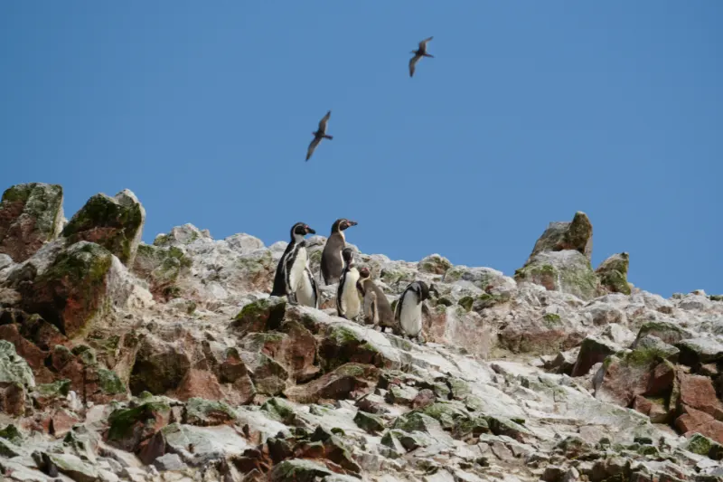 珍稀的洪堡企鵝。