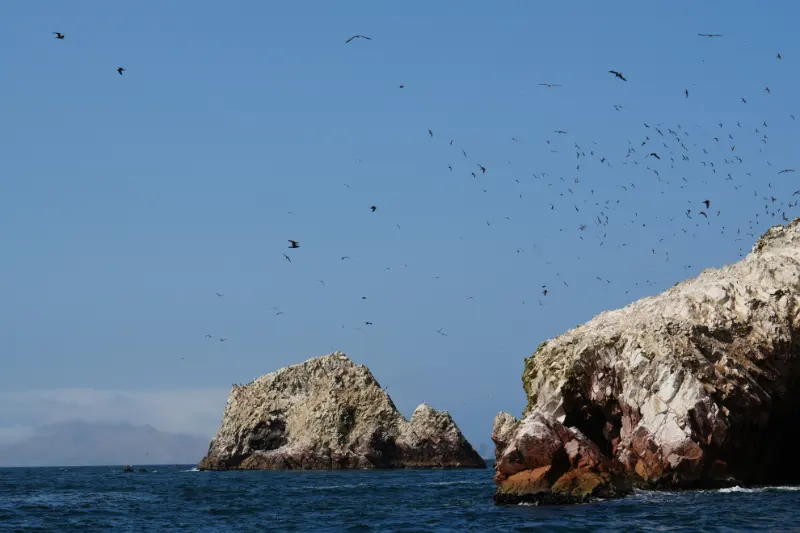鳥島 (Islas Ballestas) 巴耶斯塔斯群島