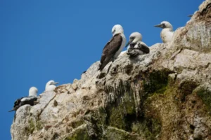 祕魯自由行 帕拉卡斯 : 當太平洋遇到沙漠 Paracas 旅遊指南 30 鳥島 (Islas Ballestas) 巴耶斯塔斯群島