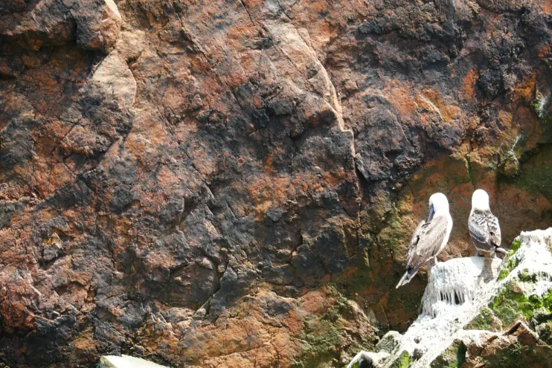 鳥島 (Islas Ballestas) 巴耶斯塔斯群島
