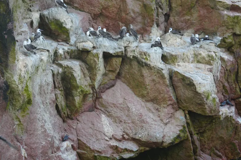 鳥島 (Islas Ballestas) 巴耶斯塔斯群島