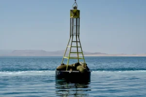 祕魯自由行 帕拉卡斯 : 當太平洋遇到沙漠 Paracas 旅遊指南 35 頑皮的海獅