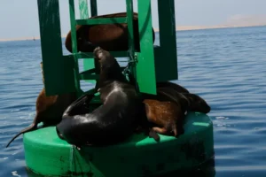祕魯自由行 帕拉卡斯 : 當太平洋遇到沙漠 Paracas 旅遊指南 36 頑皮的海獅