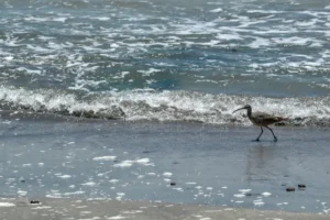 祕魯自由行 帕拉卡斯 : 當太平洋遇到沙漠 Paracas 旅遊指南 26 這裡是眾多海洋生物和鳥類的家園