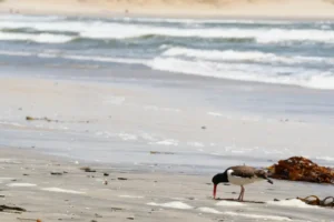 祕魯自由行 帕拉卡斯 : 當太平洋遇到沙漠 Paracas 旅遊指南 25 這裡是眾多海洋生物和鳥類的家園