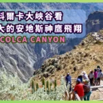 在科爾卡大峽谷看巨大的安地斯神鷹翱翔 - Colca Canyon 旅遊指南