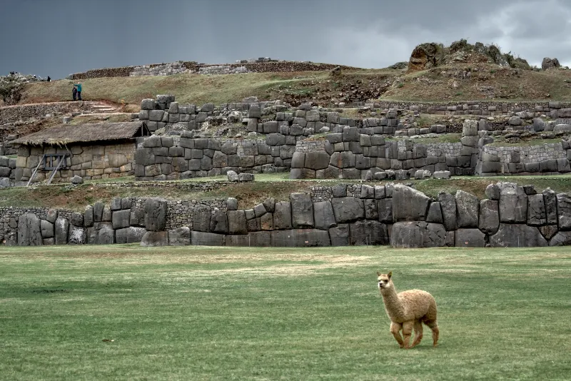 在遺址的草原上有許多羊駝。