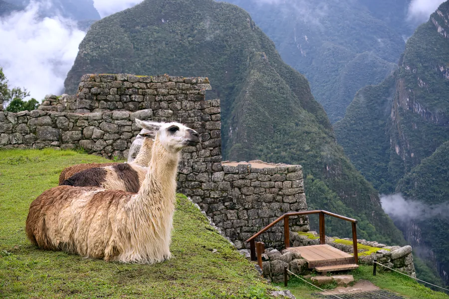 曾經被遺忘的迷霧印加古城 【Machu Picchu & 熱水鎮】 馬丘比丘完全攻略 20 馬丘比丘用於耕種的梯田,看到了好幾隻駱馬在旁休息。最後,我抵達到梯田區。看到了好幾隻駱馬在旁休息。古代印加人最大化的利用山坡地形,有完善的農業梯田系統跟灌溉系統,至今仍然運作良好。