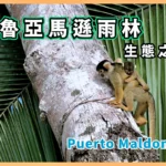 祕魯的3大亞馬遜雨林入口之一，在馬爾多納多港的生態之旅 Puerto Maldonado