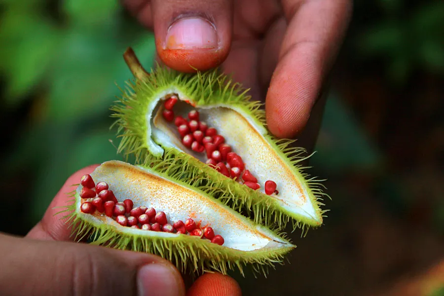 胭脂樹籽(Red achiote seed)
