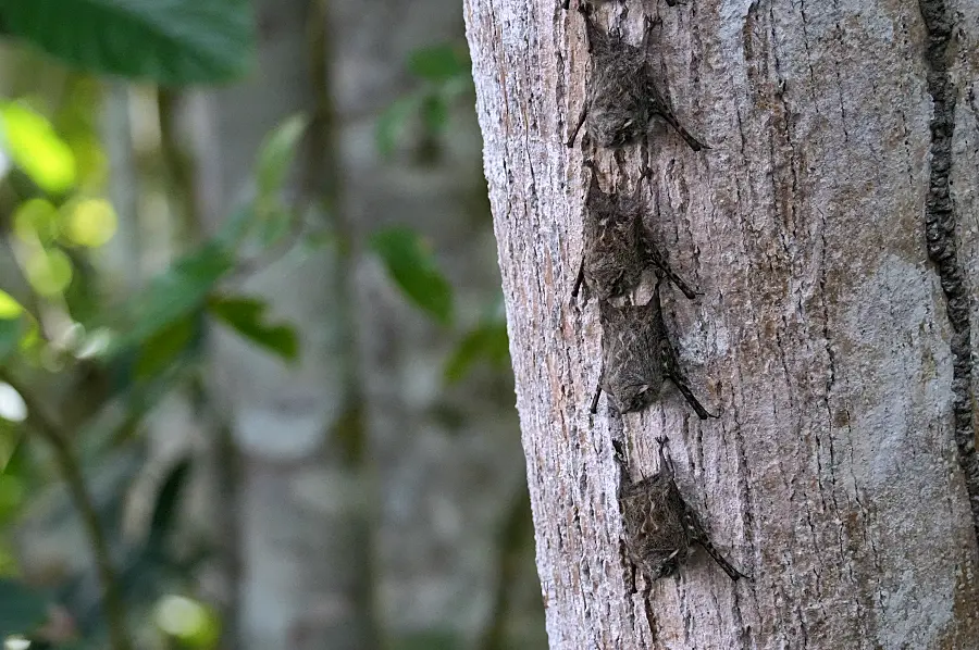 長鼻蝙蝠或長鼻蝠(Proboscis bat)