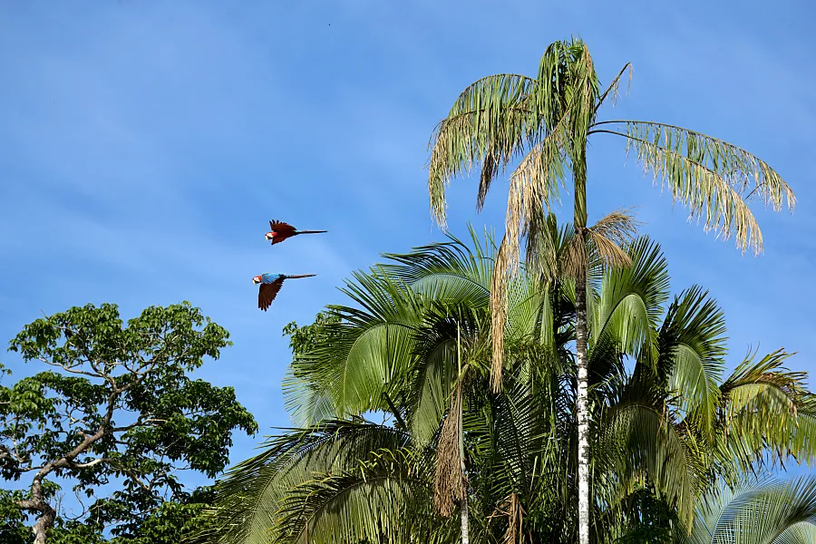 看數百隻金剛鸚鵡和鸚鵡在黏土懸崖間飛來飛去的景色，覺得是我看到最美麗的野生動物體驗之一。