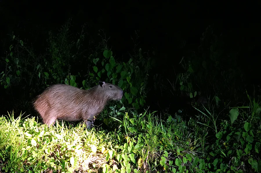 馬爾多納多港完全攻略：3大祕魯亞馬遜雨林入口之一【Tambopata & Puerto Maldonado】坦波帕塔國家保護區生態之旅