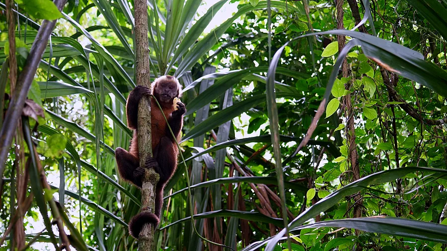 猴群已經適應了島上的棲息地；為了讓猴子出現，導遊會用水果引誘它們。所以這裡的猴子已經相當的習慣人類的出現，有些水果可能還不太想吃。