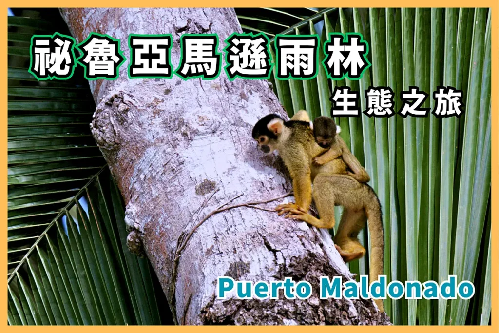 祕魯馬爾多納多港：3大亞馬遜雨林入口之一【Puerto Maldonado】Tambopata 生態之旅-013
