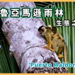 祕魯馬爾多納多港：3大亞馬遜雨林入口之一【Puerto Maldonado】Tambopata 生態之旅-013