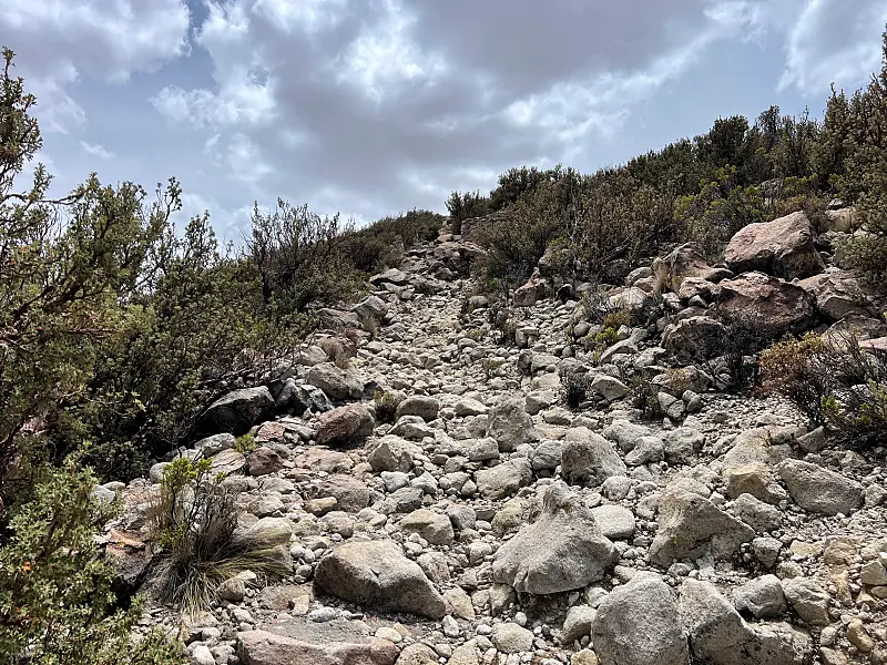 我在健行的時候在山坡上就可以看到龍鱗木屬的植物 (Polylepis tomentella)。