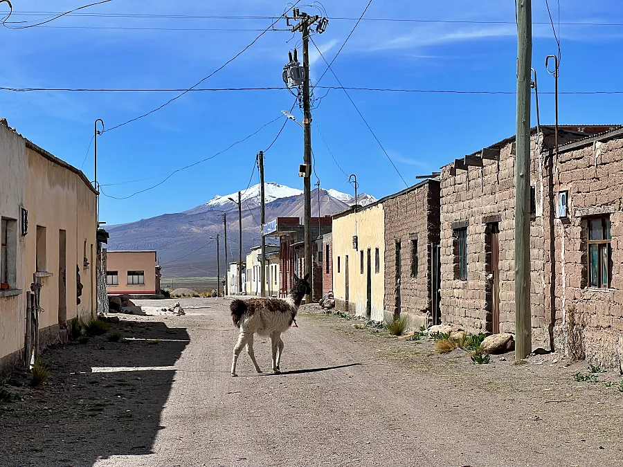 在這裡的街上能看到駱駝在街頭到處亂竄。