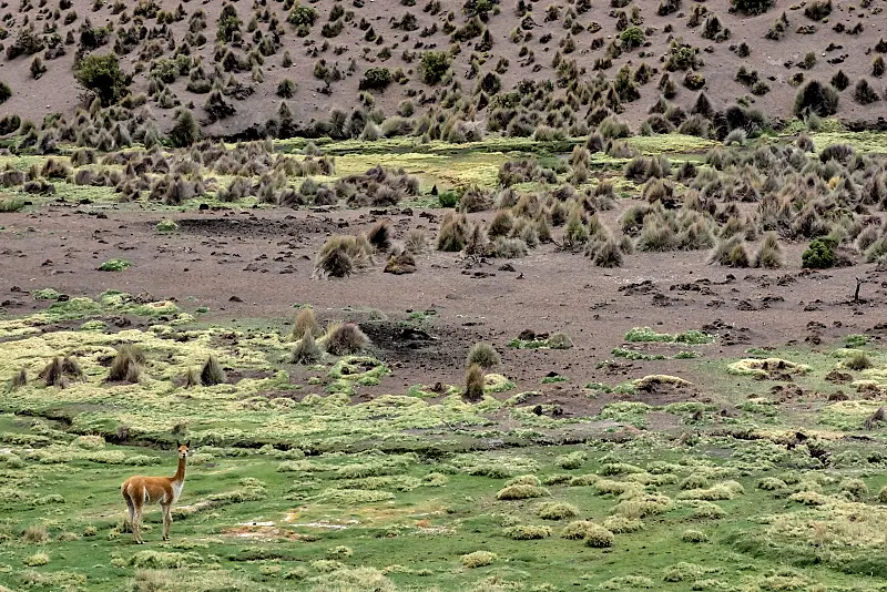 混進去駱駝區一起吃草的小羊駝被我發現了。