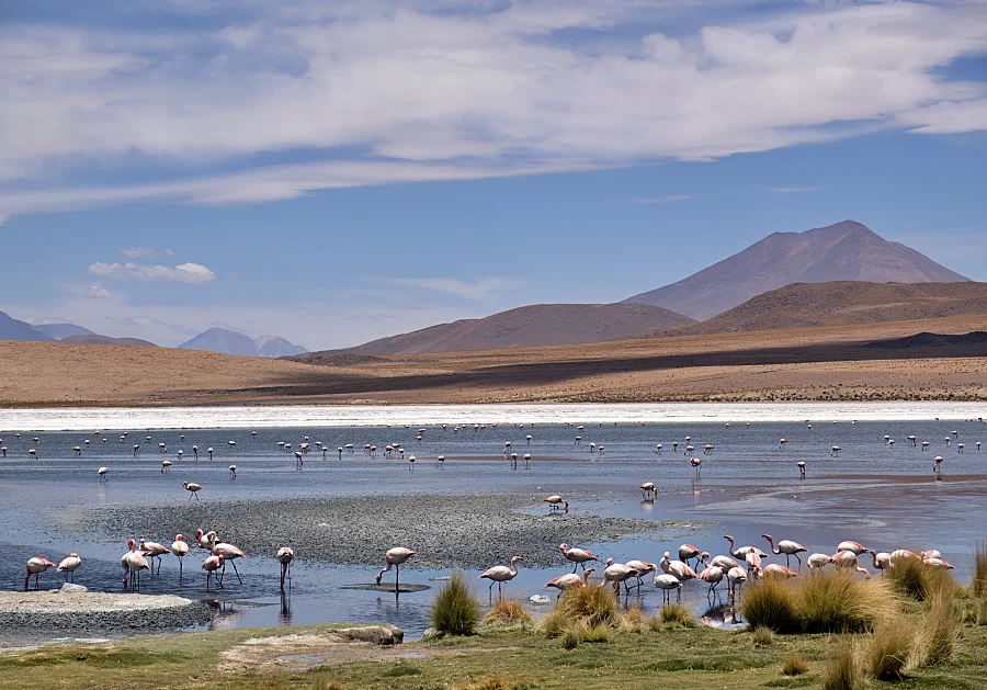 玻利維亞上的白色鹽沼 Uyuni:行走在地球上最大的鏡子 — 烏尤尼完全旅遊攻略 20 第一次就能跟紅鶴有這麼近的接觸!